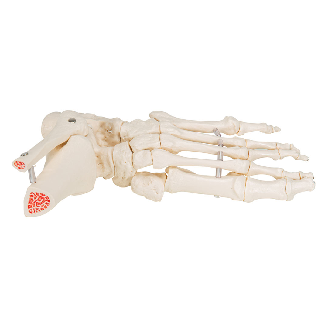 3B SCIENTIFIC Fussskelett m.Schienbein-+Wadenbeinst. (A31/1) Grösse 7x16x22cm