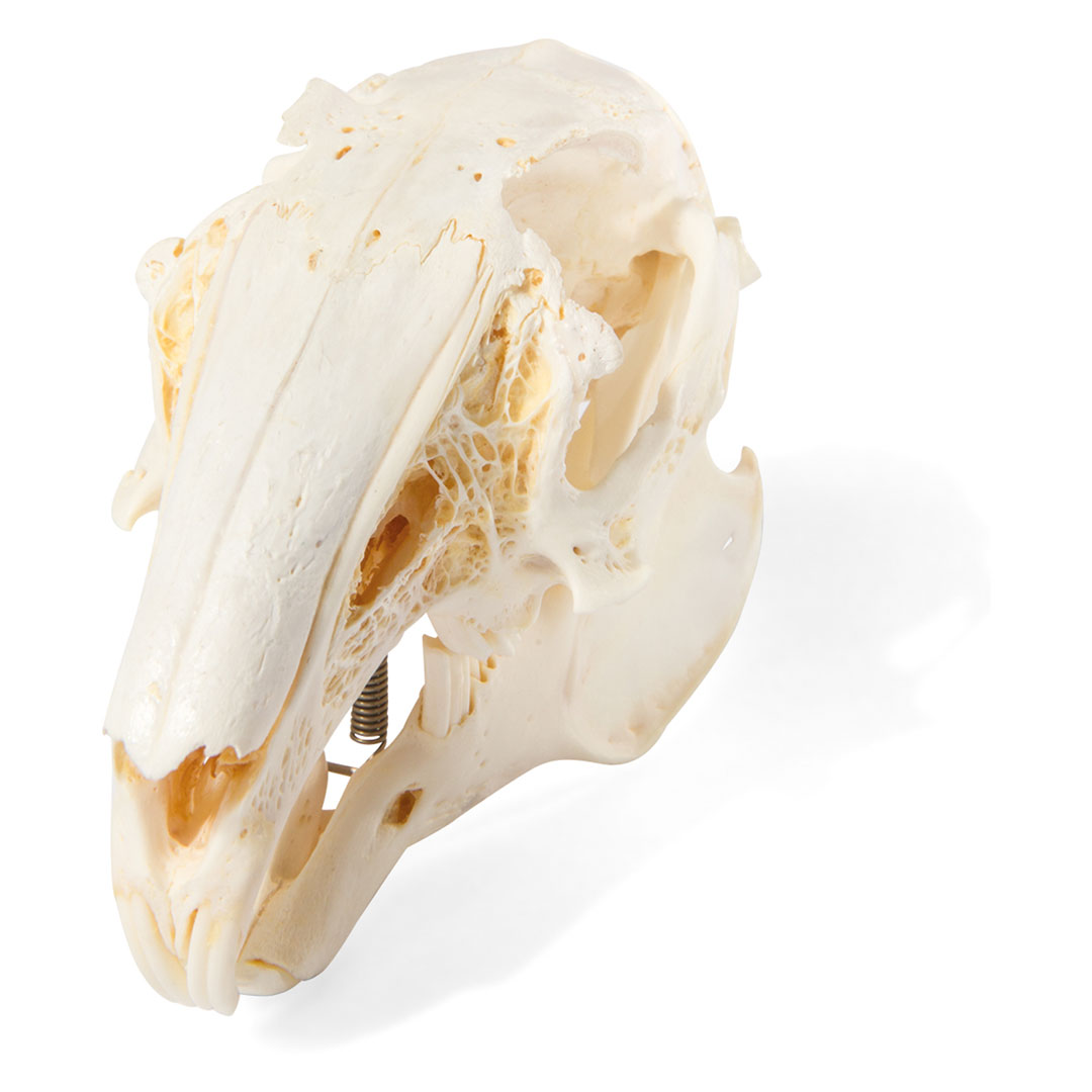 3B SCIENTIFIC Kaninchenschädel, Skelett