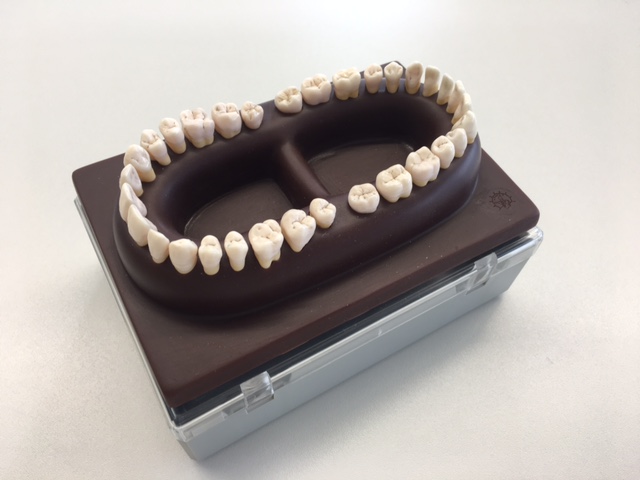 SOMSO® Erwachsenengebiss,32 Kunststoffzähne