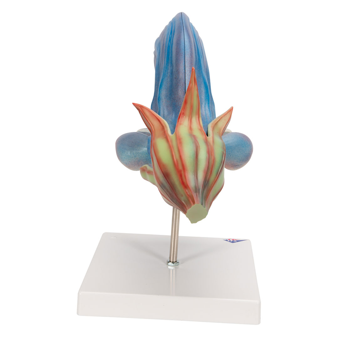 3B SCIENTIFIC Wiesensalbei (T21024)