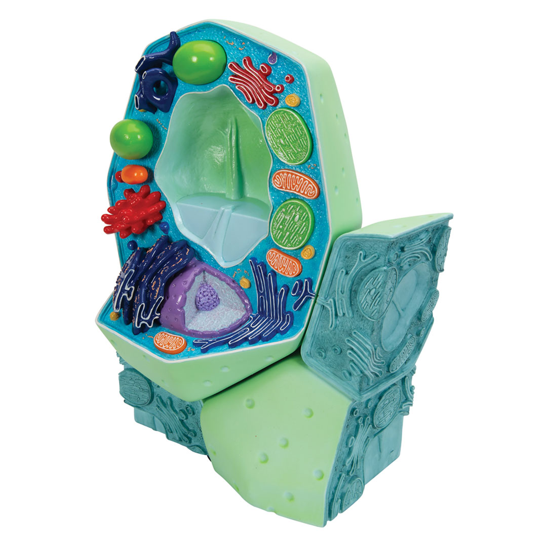 3B SCIENTIFIC Pflanzliche Zelle 10'000fach (R05)