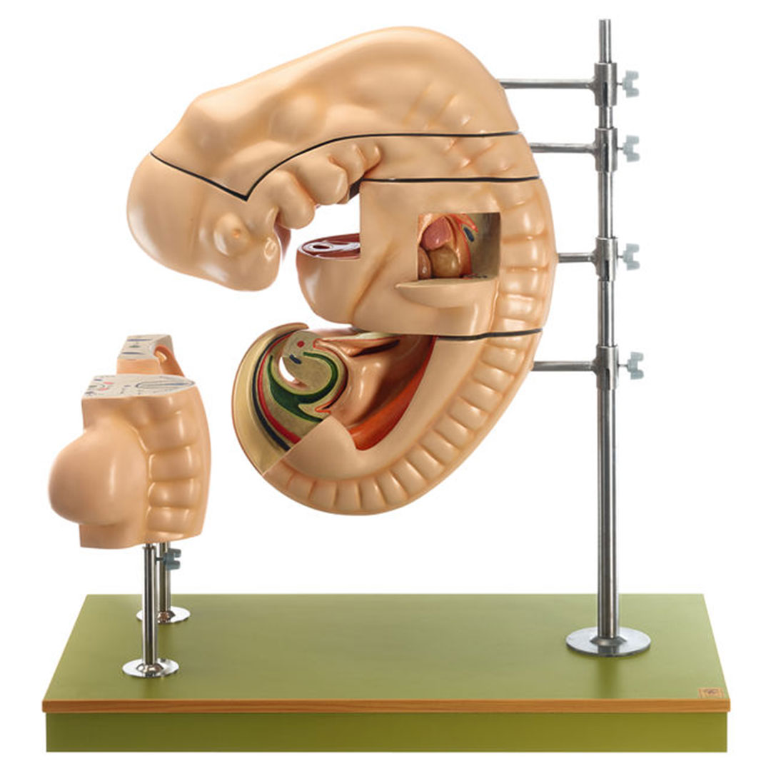 SOMSO® Anatomie menschlicher Embryo