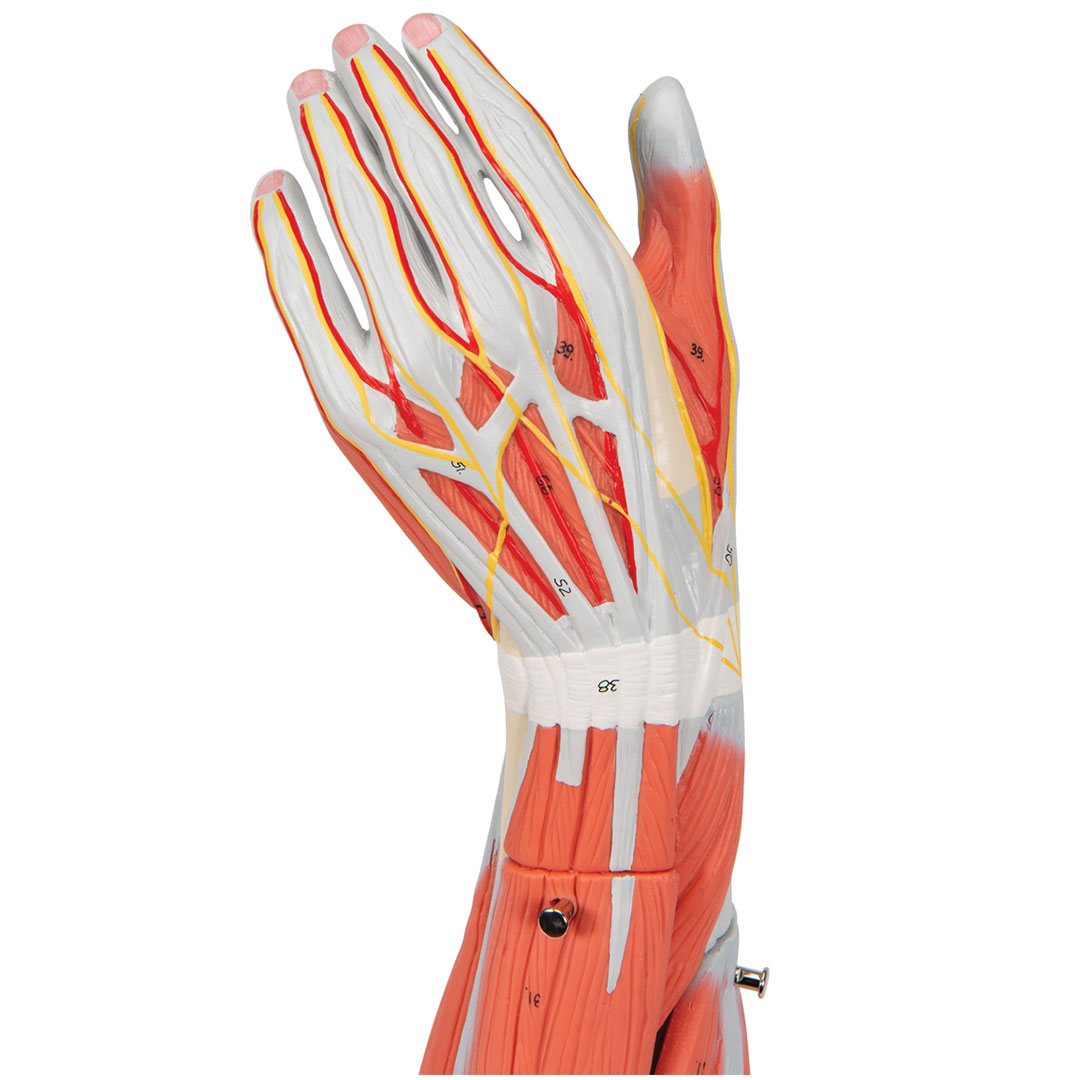 3B SCIENTIFIC Muskelarm 6-teilig (M10)