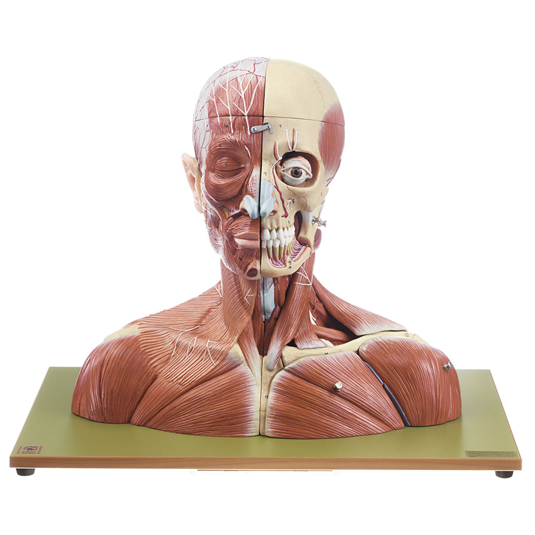 SOMSO® Kopf und Hals