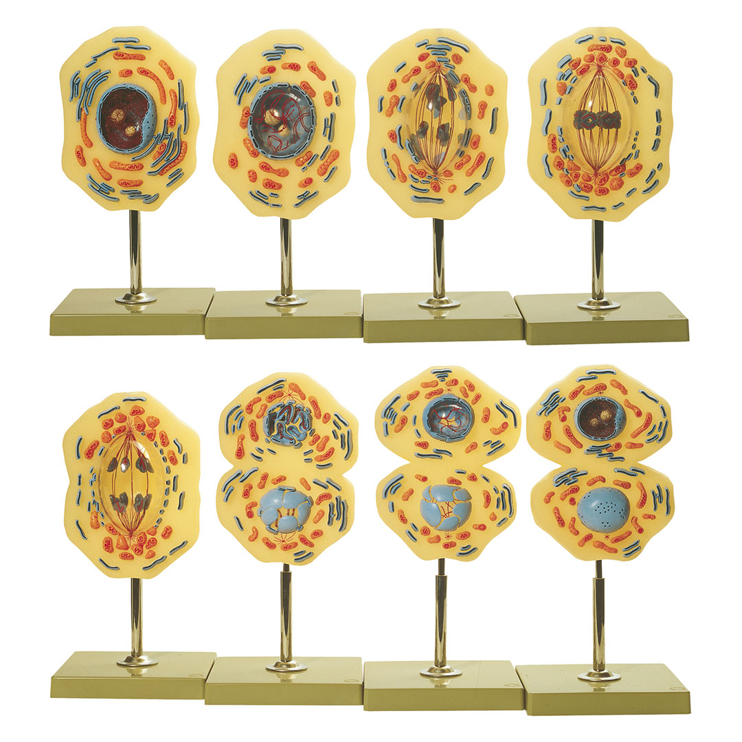 SOMSO® Modell,Mitose(Zellteilung) SOMSO® Modell,Mitose(Zellteilung)