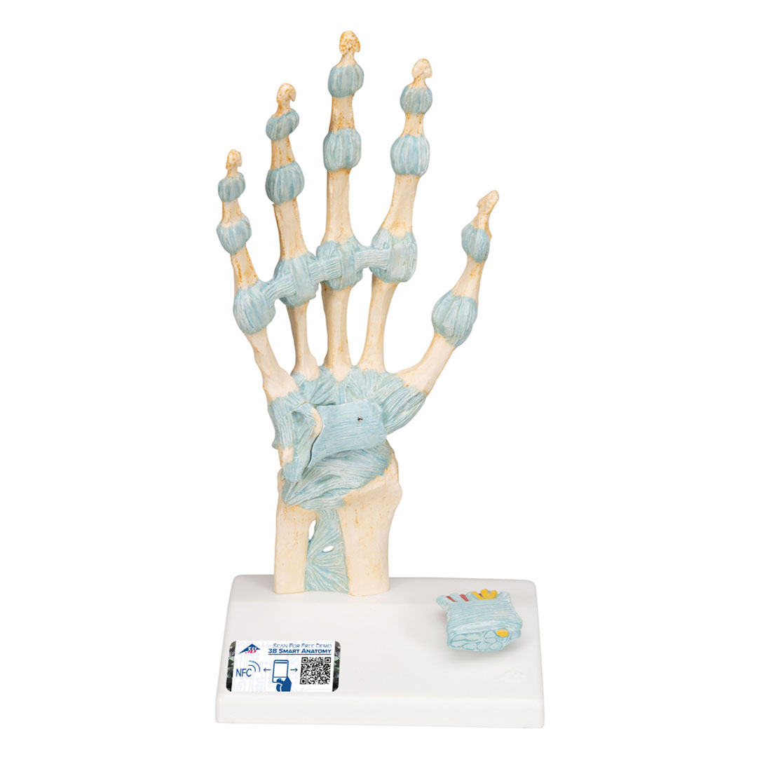3B SCIENTIFIC Handskelett mit Bändern+Karpaltunnel (M33), 3-teilig