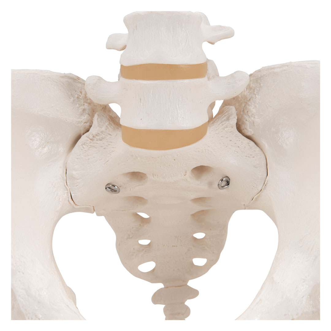 3B SCIENTIFIC Weibliches Becken, Skelett (A61)