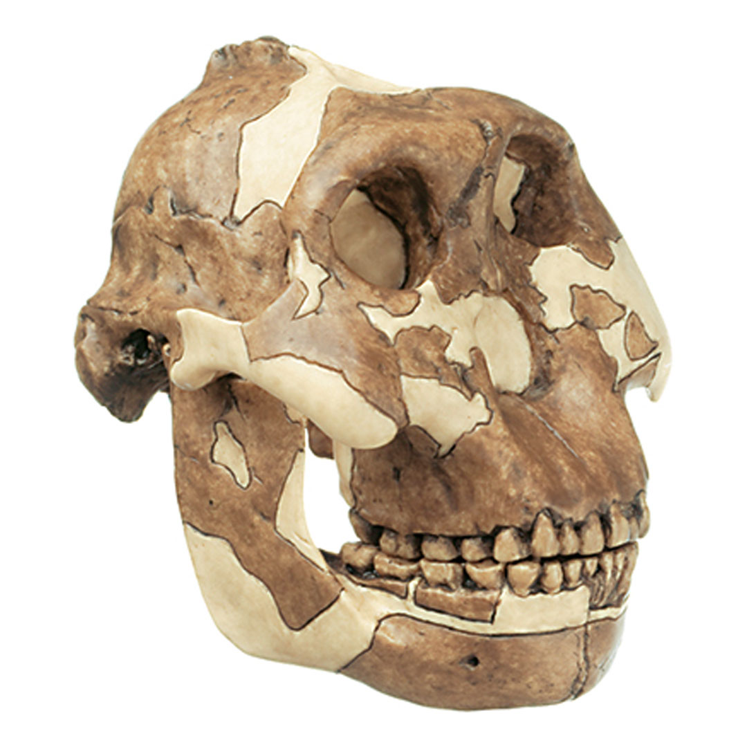 SOMSO® Schädel von Australopithecus (Parantropus) boisei