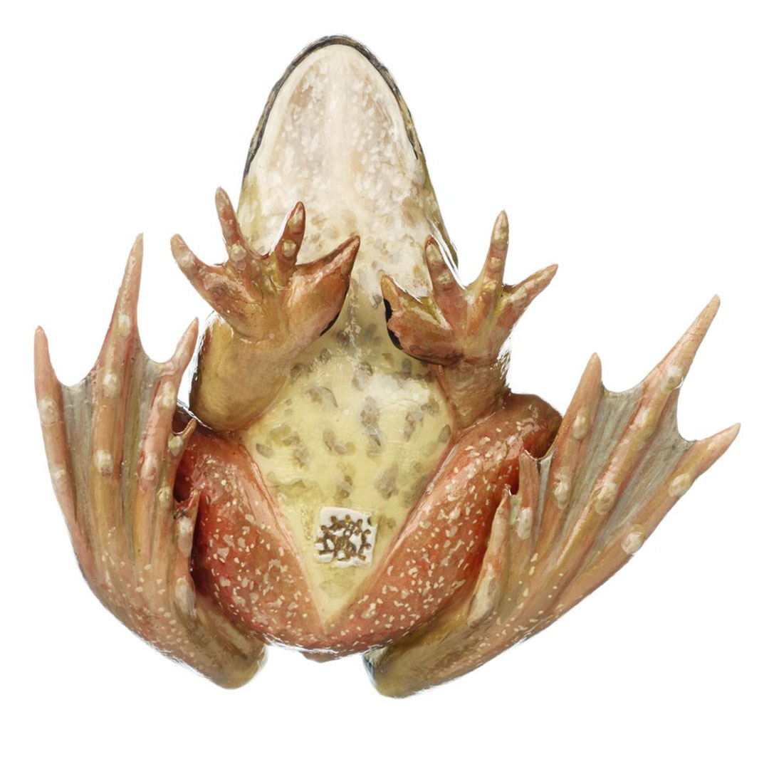 SOMSO® Grasfrosch, männlich