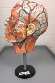 ERLER ZIMMER Kopfhälfte mit Gefässen, auf Stativ, H=380xB=250mm