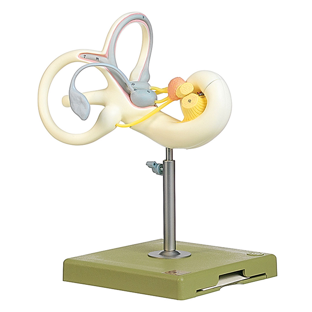 SOMSO® Labyrinth / Ohr m.Darstellung der Nervenversorgung