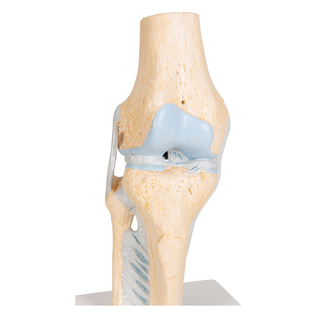 3B SCIENTIFIC Knie, Gelenkschnitt-Modell, Grösse 2x12x24cm (A89)