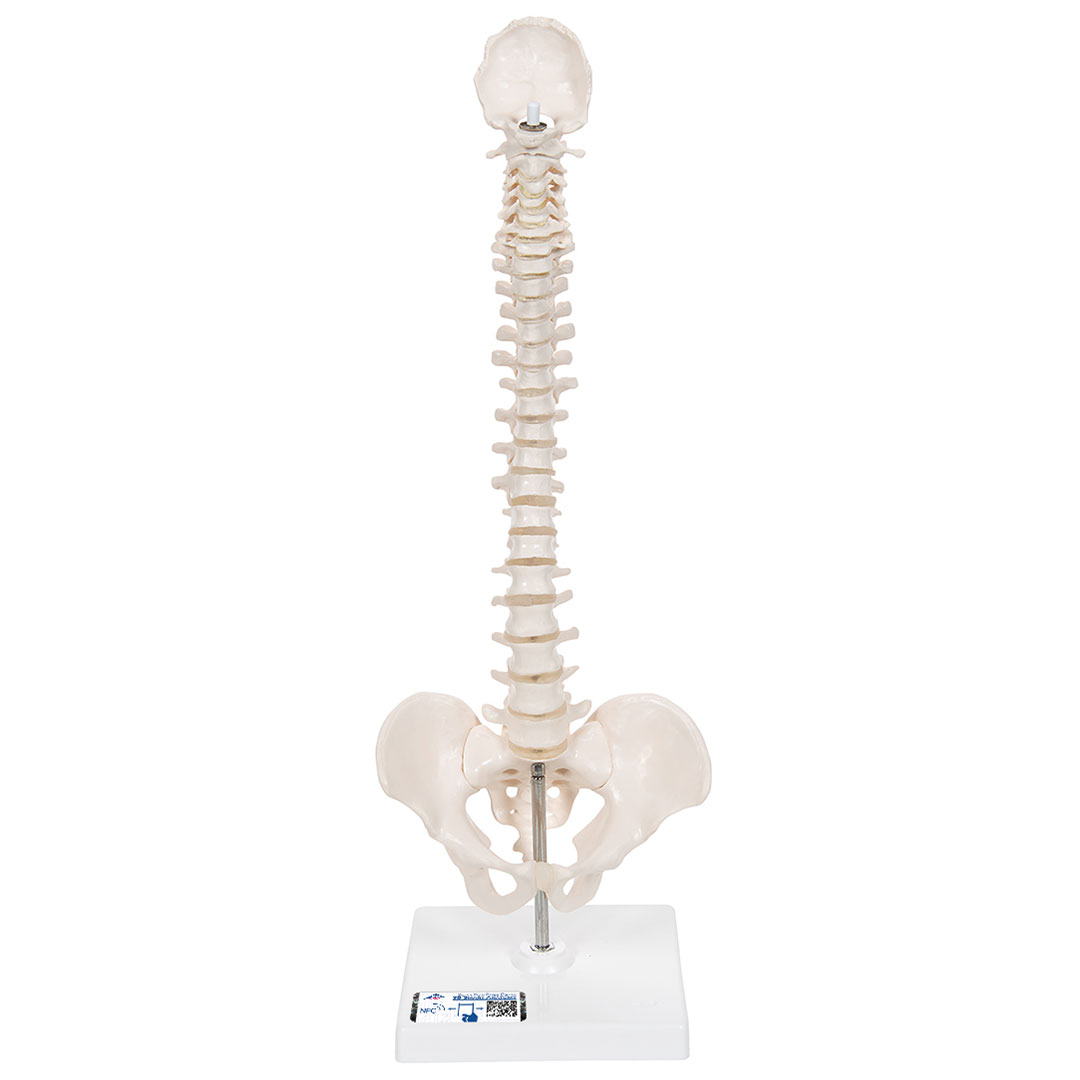 3B SCIENTIFIC Mini-Wirbelsäule auf Stativ (A18/21)