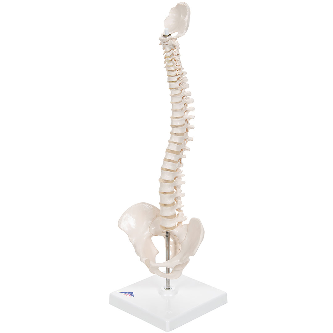 3B SCIENTIFIC Mini-Wirbelsäule auf Stativ (A18/21)