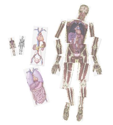 Menschen von Innen: Körper
