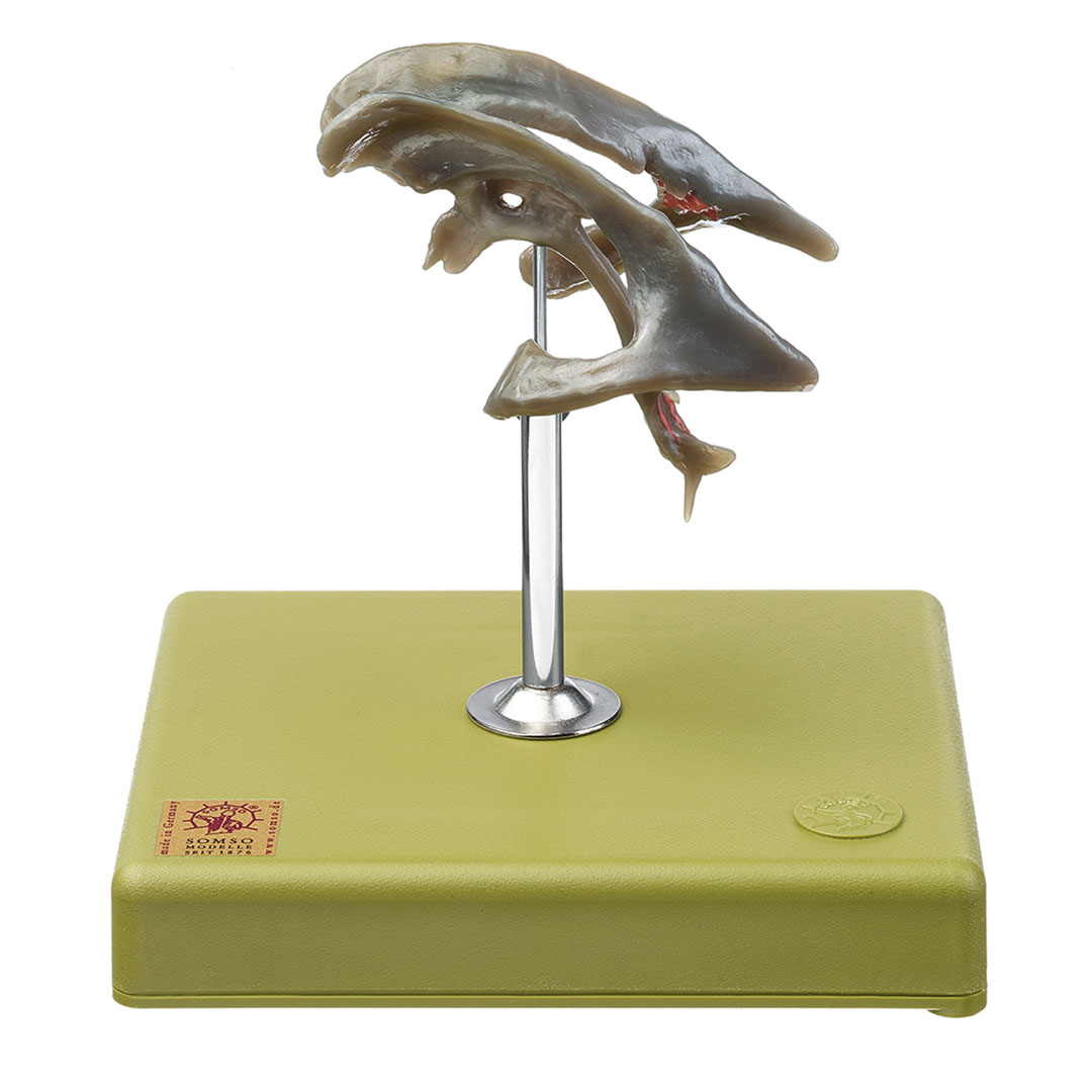 SOMSO® Ausguss des Ventrikelsystems vom Gehirn