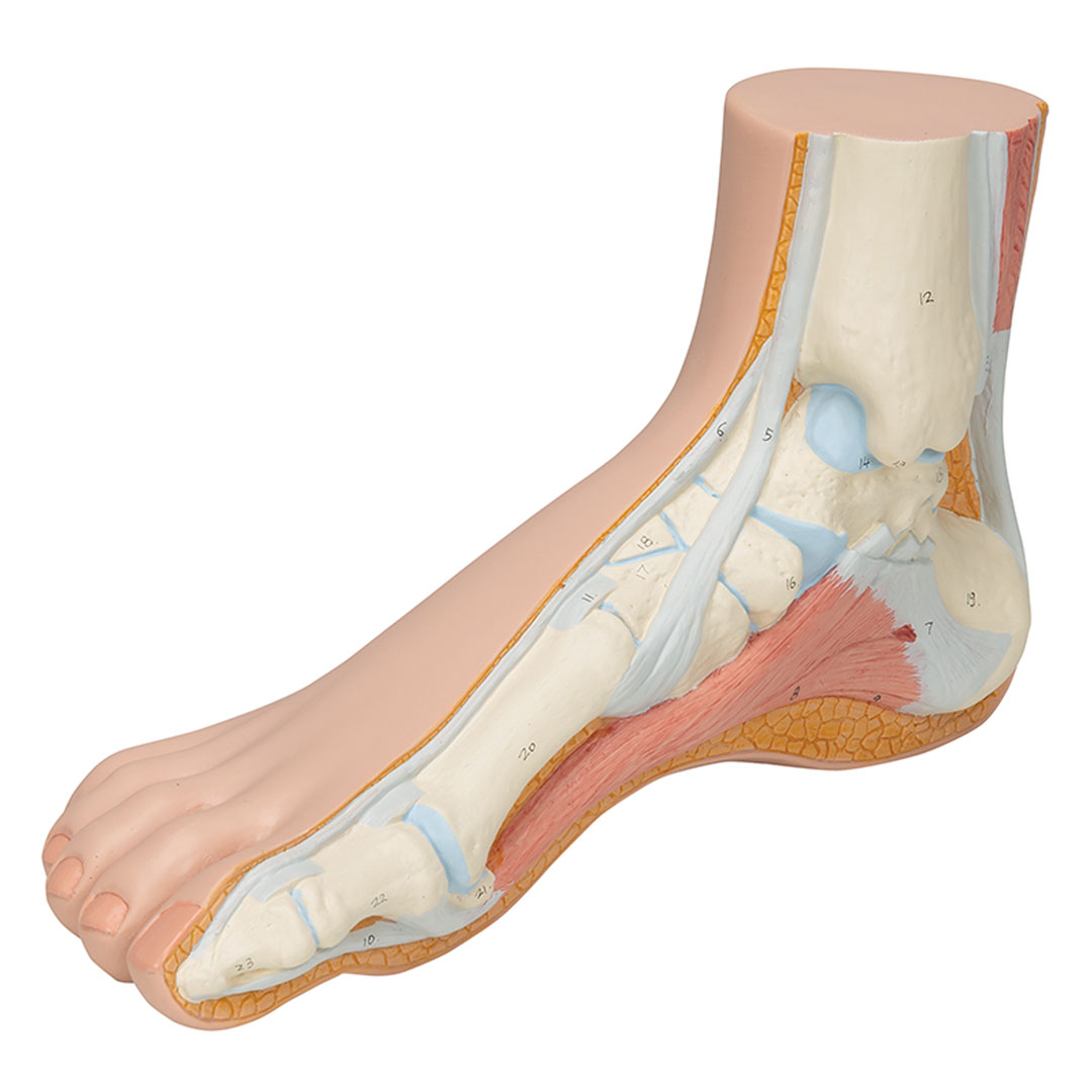 3B SCIENTIFIC Normalfuss, natürl. Grosse (M30)