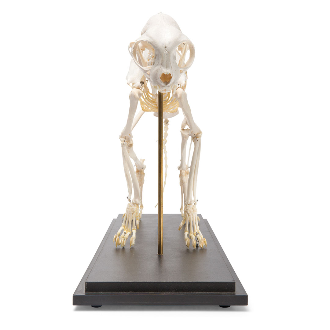 3B SCIENTIFIC Katzen Skelett auf Sockel