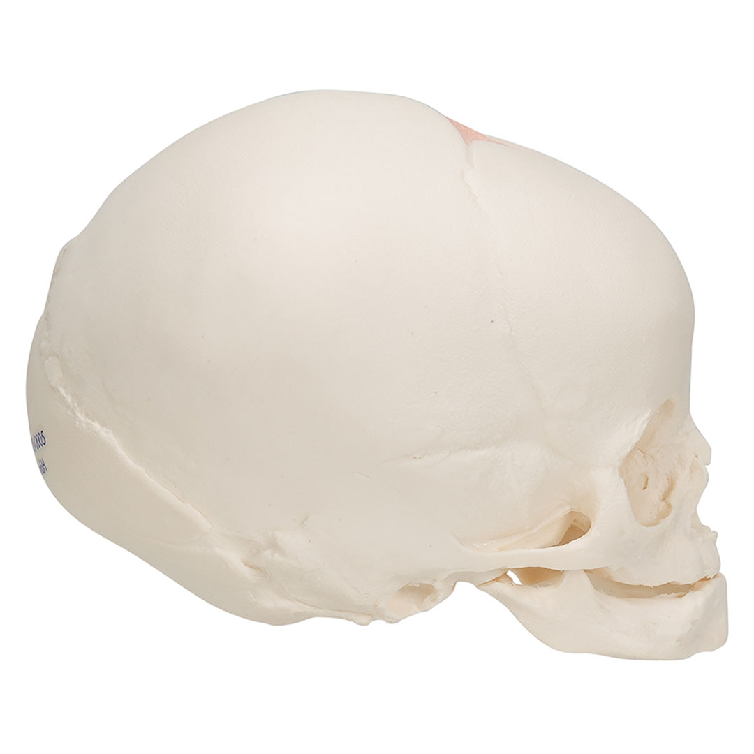 3B SCIENTIFIC Fetus-Schädel, 30.Schwangerschaftswoche (A25)