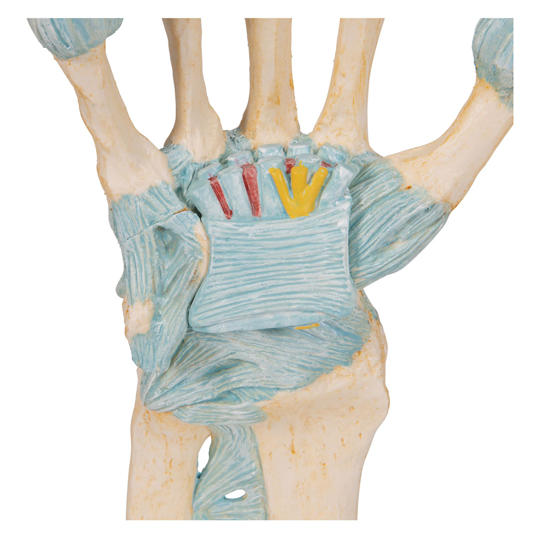 3B SCIENTIFIC Handskelett mit Bändern+Karpaltunnel (M33), 3-teilig