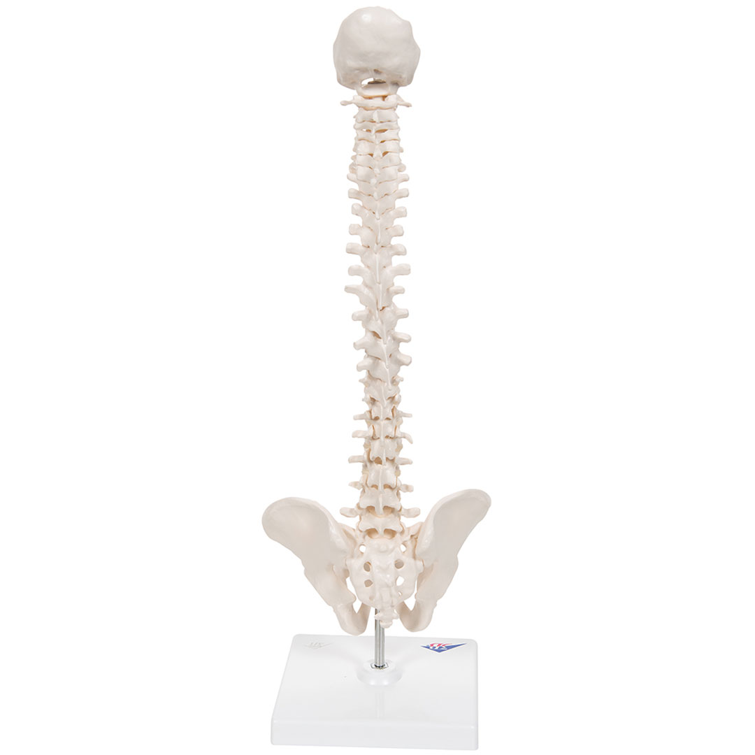 3B SCIENTIFIC Mini-Wirbelsäule auf Stativ (A18/21)