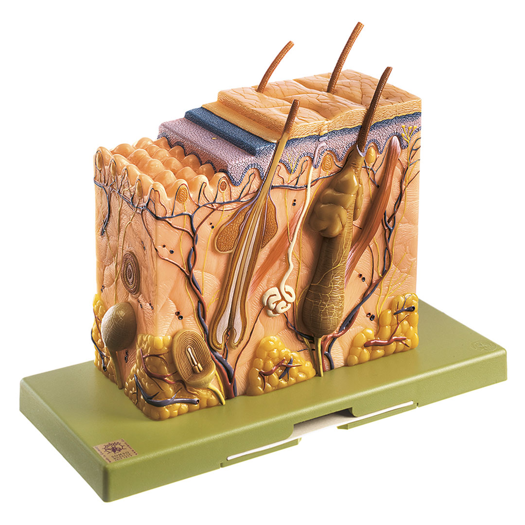 SOMSO® Hautblockmodell, 70fach vergrössert