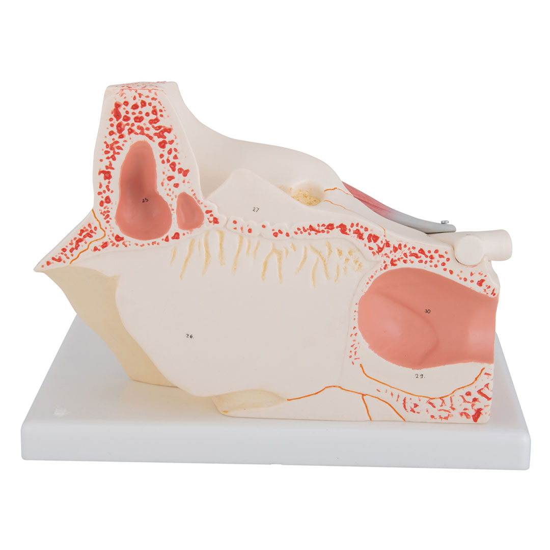 3B SCIENTIFIC Auge i.Augenhöhle, 7-tlg., 3-fach vergr. (F13), Grösse 18x26x19cm