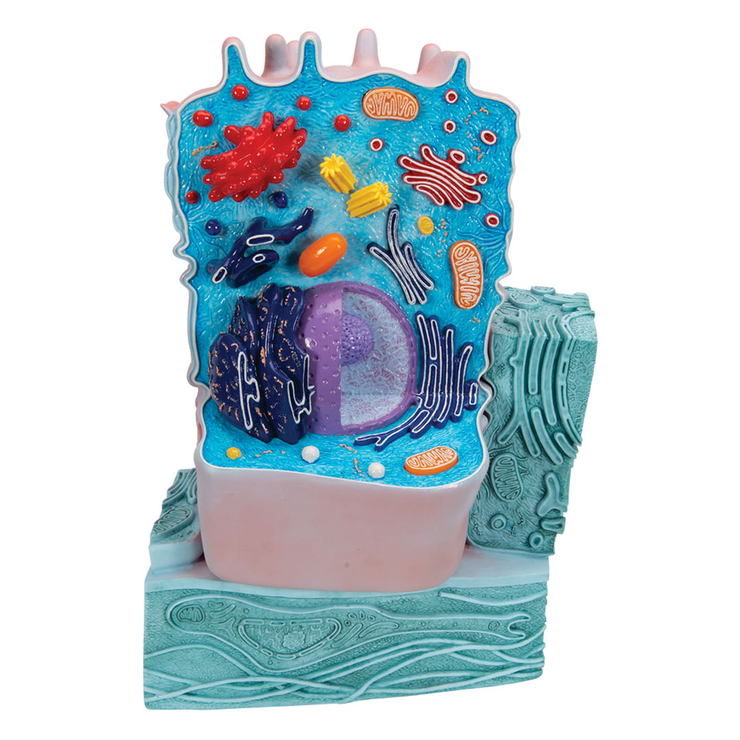 3B SCIENTIFIC Tierische Zelle, 2-teilig (R04)