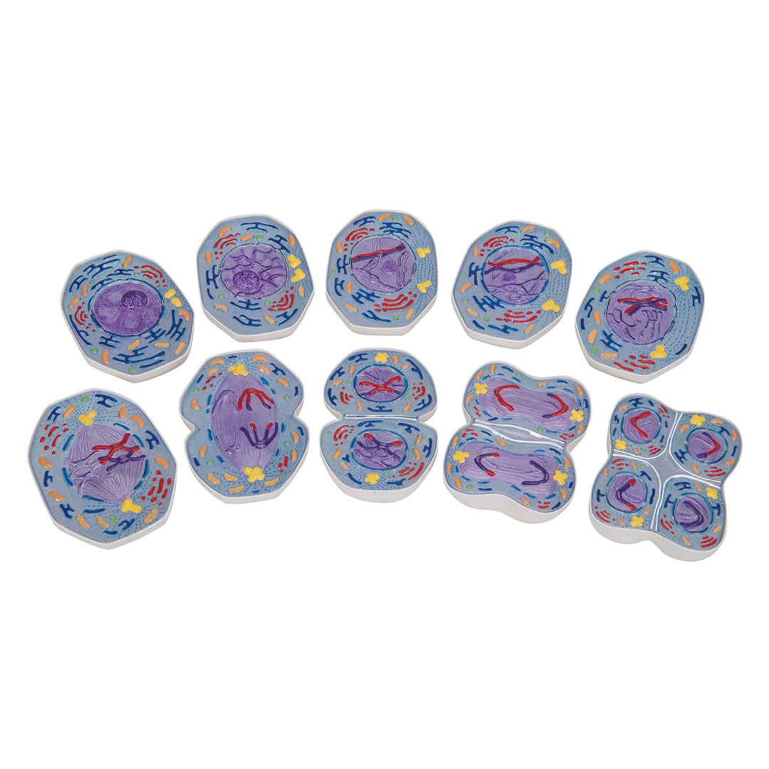 3B SCIENTIFIC Meiose, Modell (R02/1)