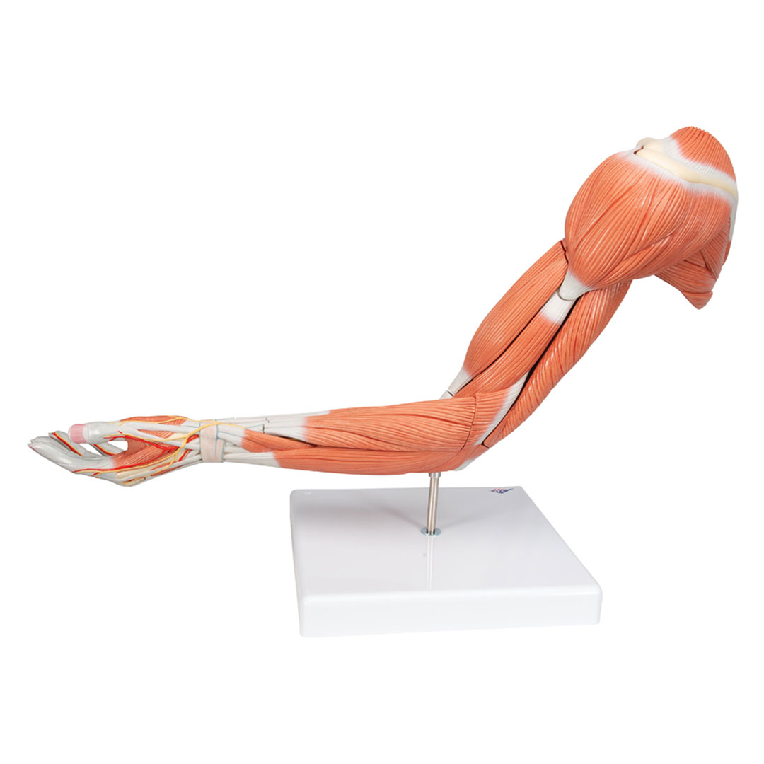 3B SCIENTIFIC Muskelarm, 6-teilig