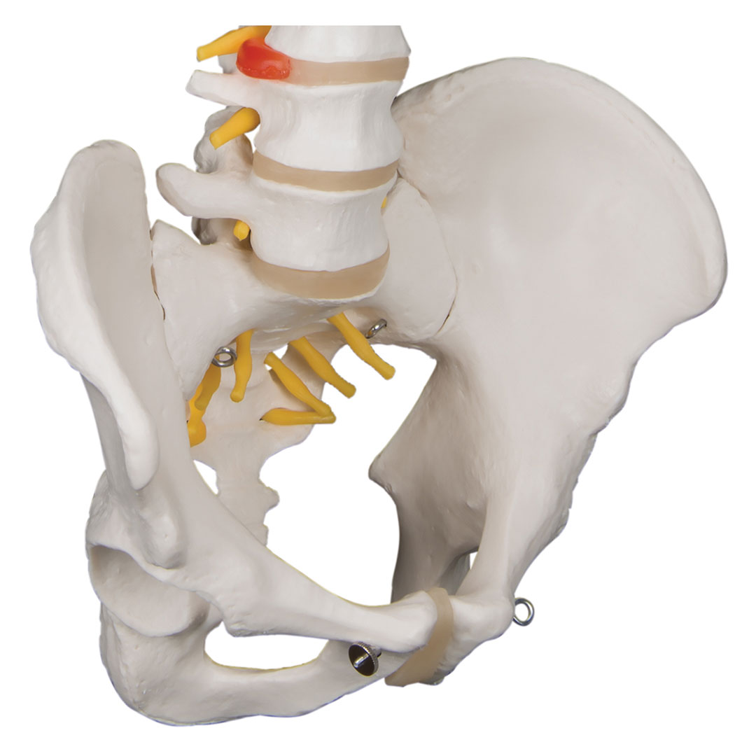 3B SCIENTIFIC Wirbelsäule, flexibel klass., o.Stativ (A58/1)