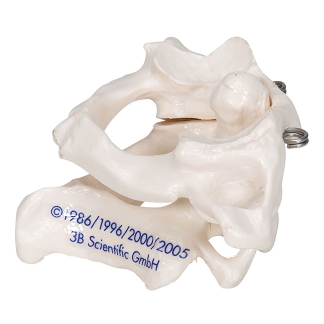 3B SCIENTIFIC Axisgelenk mit Atlas, ohne Sockel (A71)