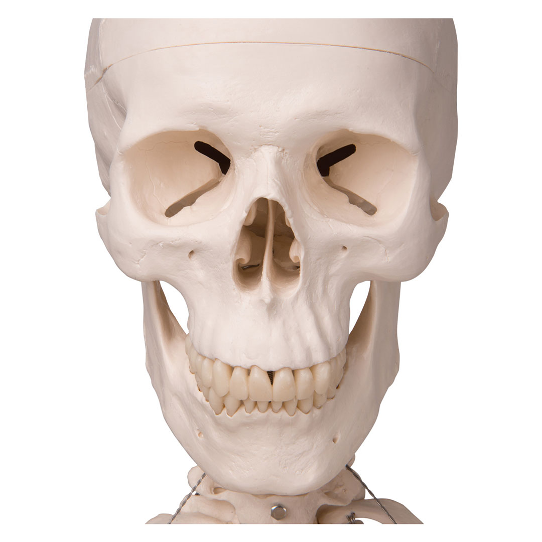 3B SCIENTIFIC Skelett Stan auf Hängestativ (A10/1) 3B SCIENTIFIC Skelett Stan auf Hängestativ (A10/1)