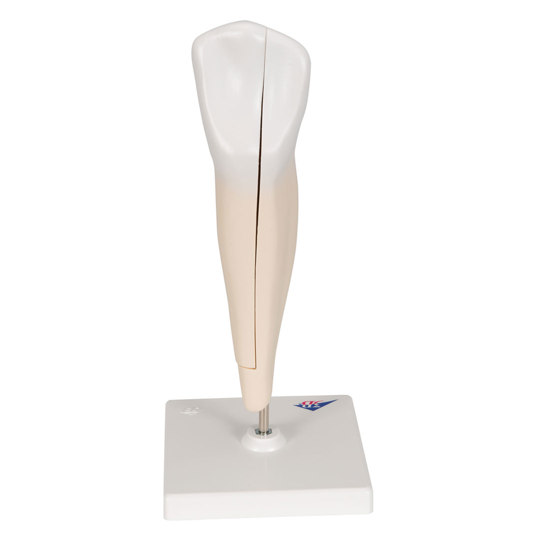 3B SCIENTIFIC Eckzahn, unten (D10/2)