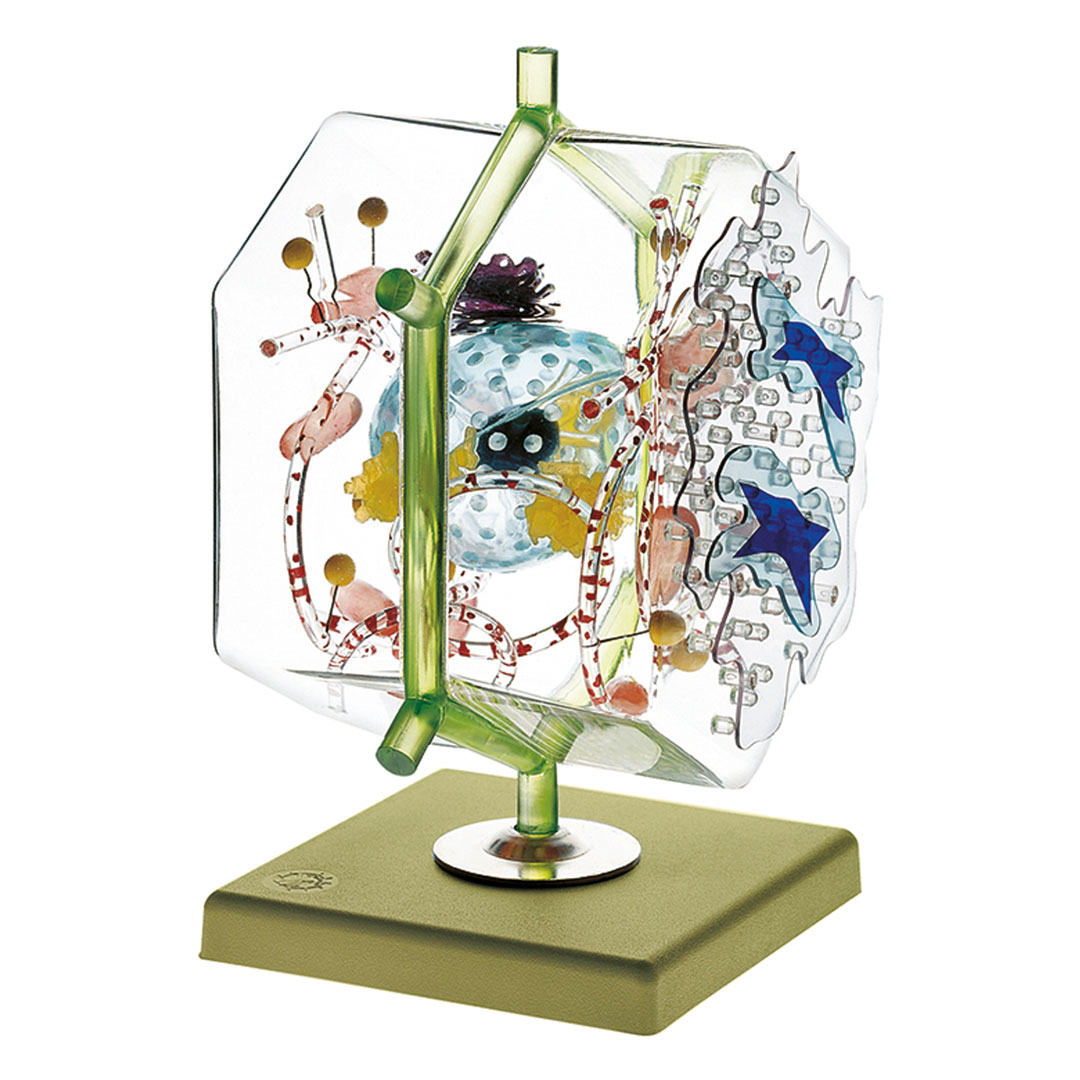 SOMSO® Leberzelle, Modell