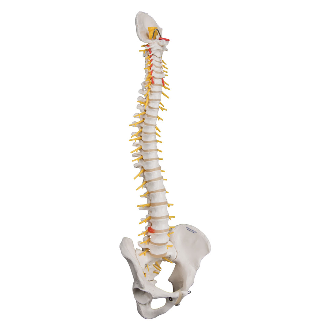 3B SCIENTIFIC Wirbelsäule (Luxus), flexibel, o.Stativ (A58/5)