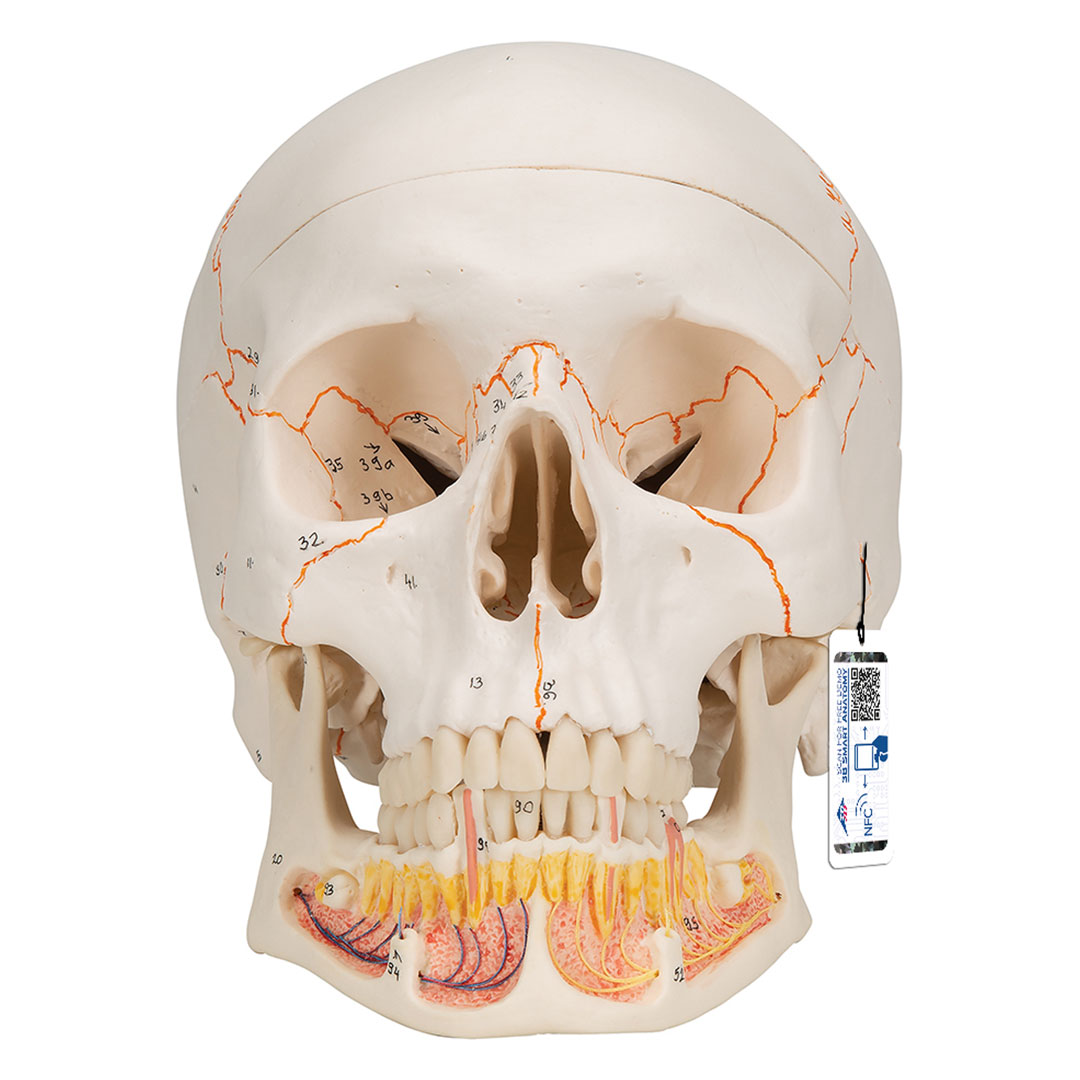 3B SCIENTIFIC Dentalschädel 3-tlg. (A22)