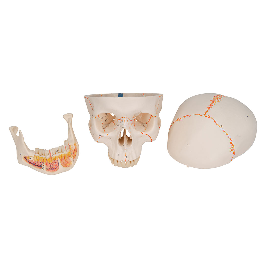 3B SCIENTIFIC Dentalschädel 3-tlg. (A22)