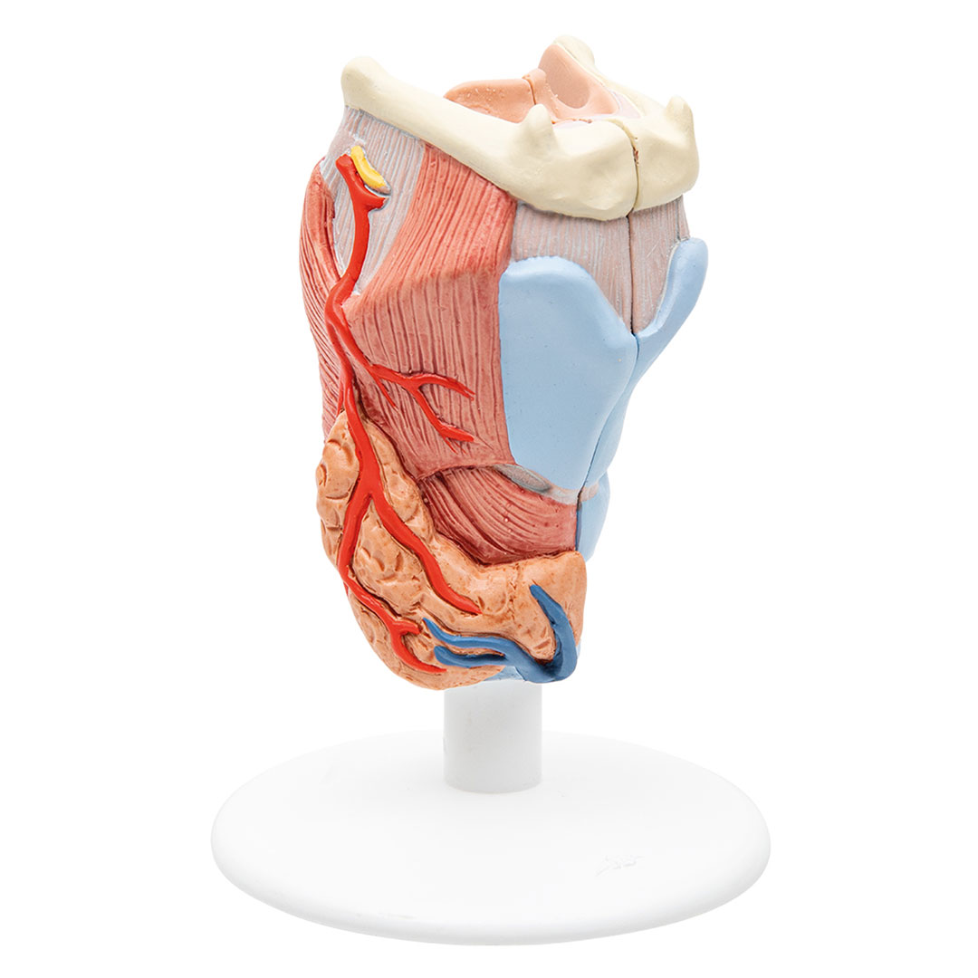 3B SCIENTIFIC Kehlkopf, 2-tlg., nat. Grösse (G22)