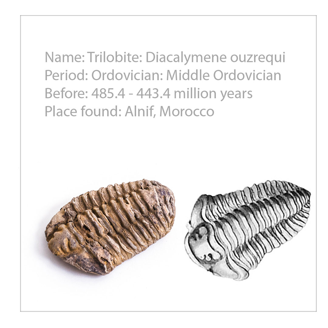 Fossiliensammlung 20 Fossilien,  (U75020) Grösse: 19.5x32x6.5cm