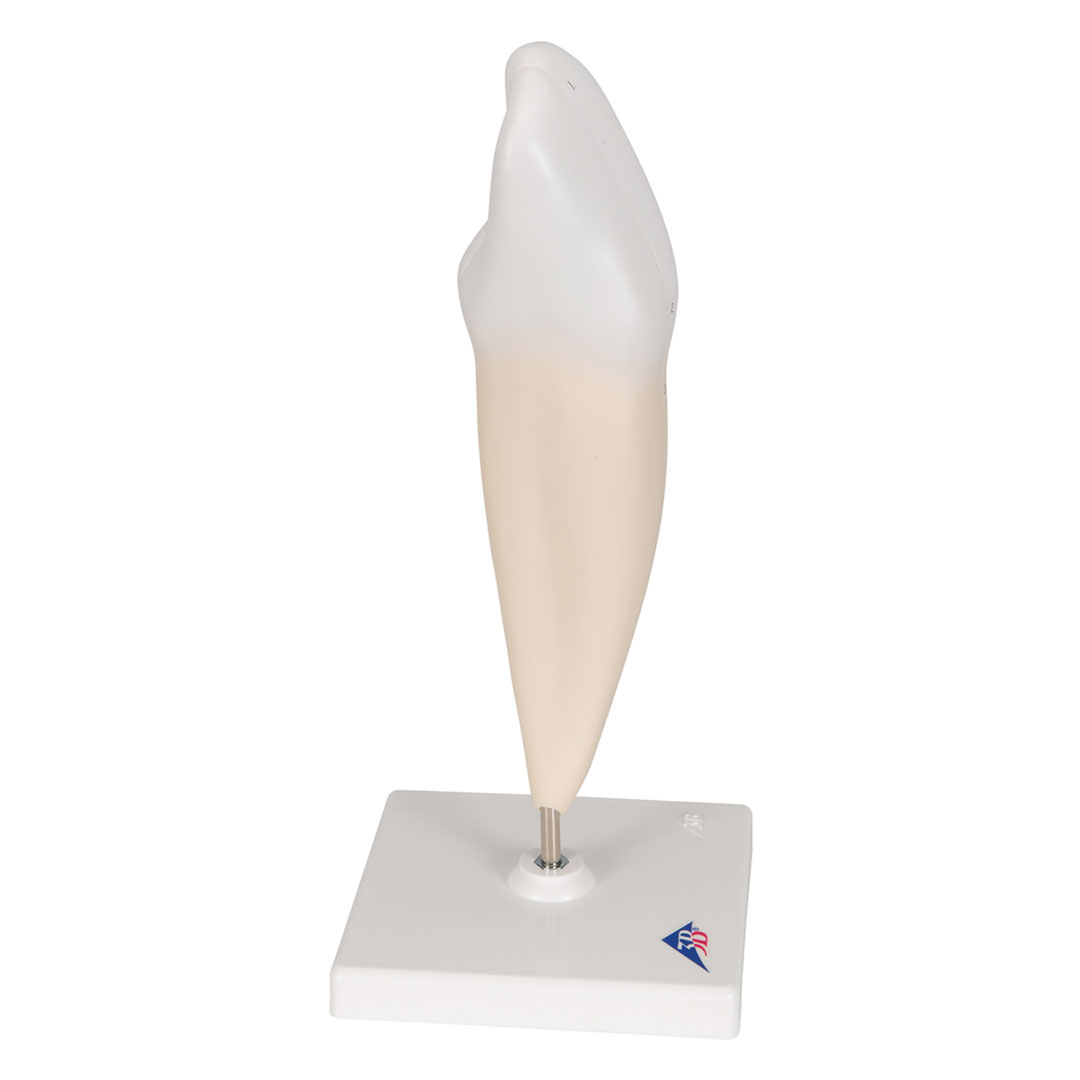 3B SCIENTIFIC Eckzahn, unten (D10/2)
