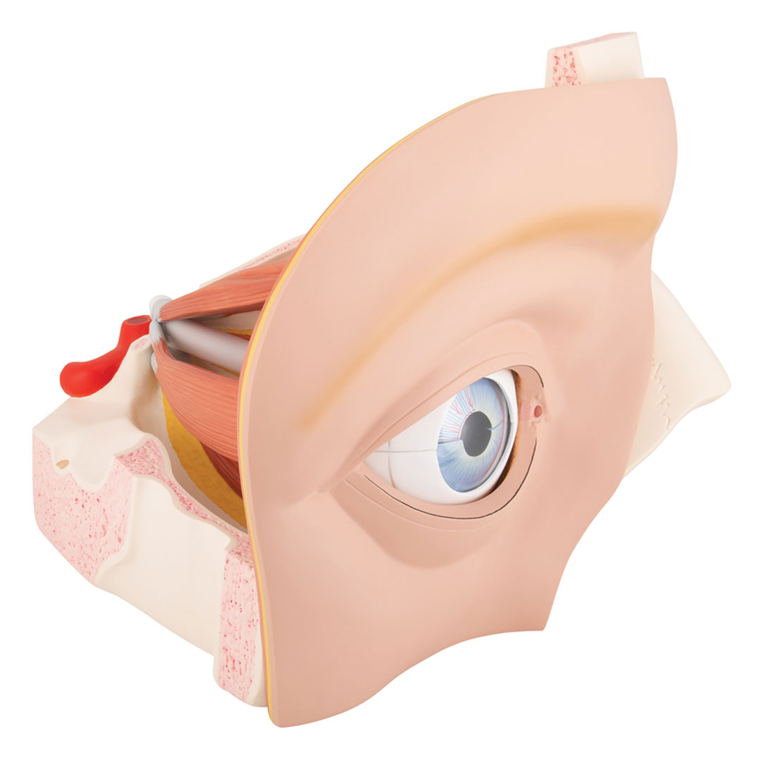 3B SCIENTIFIC Auge in Augenhöhle 11-tlg. (VJ500A)