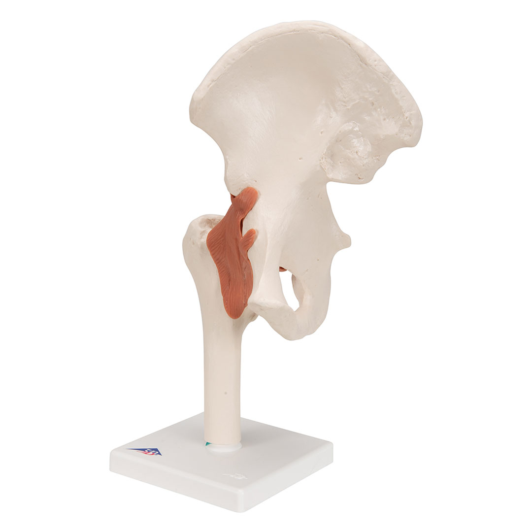 3B SCIENTIFIC Hüftgelenk, Funktionsmodell (A81)