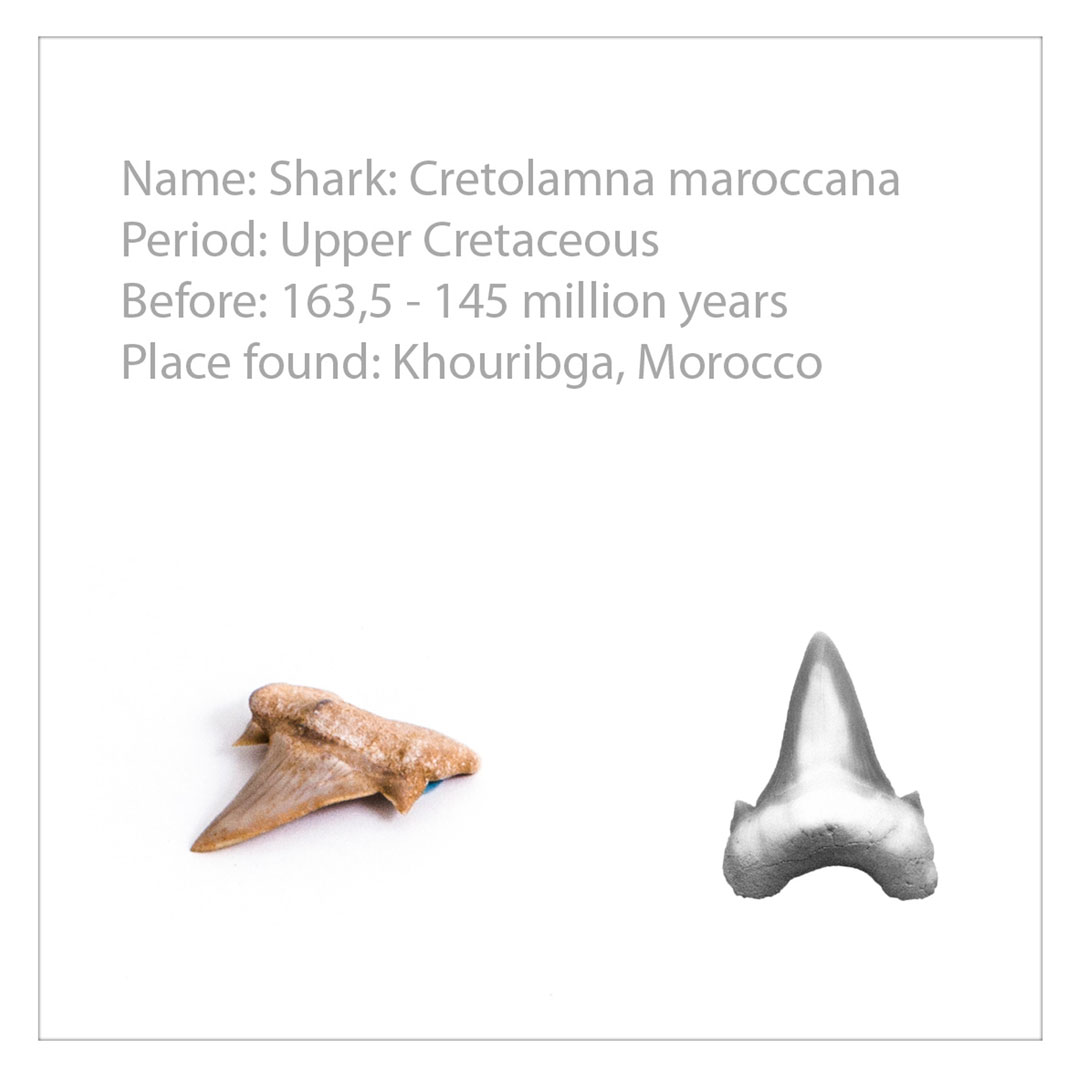 Fossiliensammlung 40 Fossilien,  (U75025) Grösse: 26x50 x6.5cm