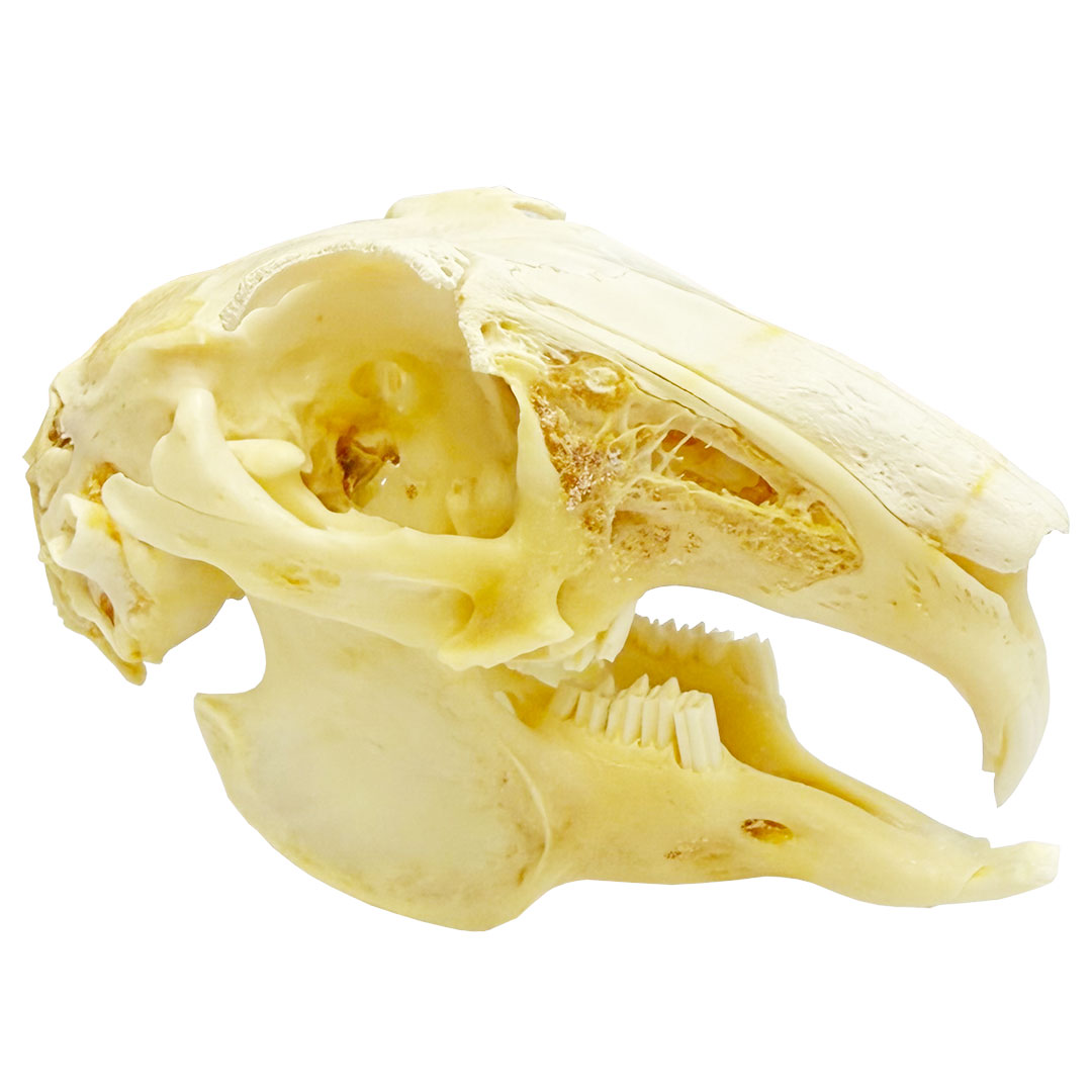 Hauskaninchen, Schädel / Skelett