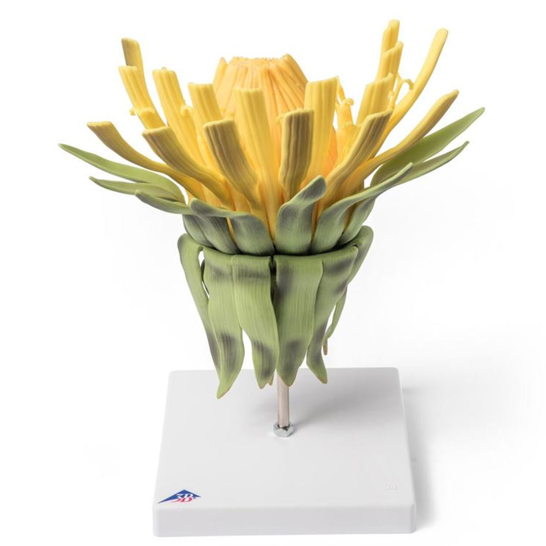 3B SCIENTIFIC Löwenzahnblüte (Taraxum officinale), Modell