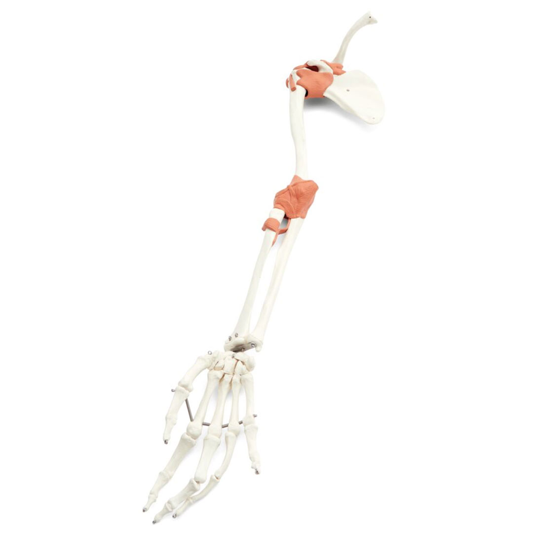 3B SCIENTIFIC Arm, Schulterblatt, Schlüsselbein rechts mit Bänder zu Skelett Sam 3B SCIENTIFIC Arm, Schulterblatt, Schlüsselbein rechts mit Bänder zu Skelett Sam