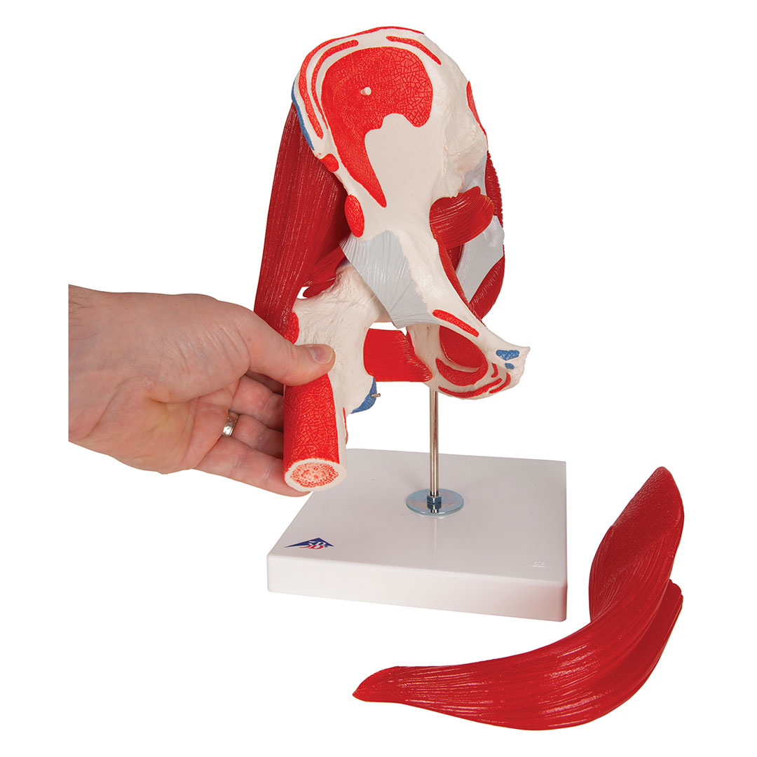 3B SCIENTIFIC Hüftgelenk, 7-teilig, Grösse 18x32x18cm (A881) 3B SCIENTIFIC Hüftgelenk, 7-teilig, Grösse 18x32x18cm (A881)