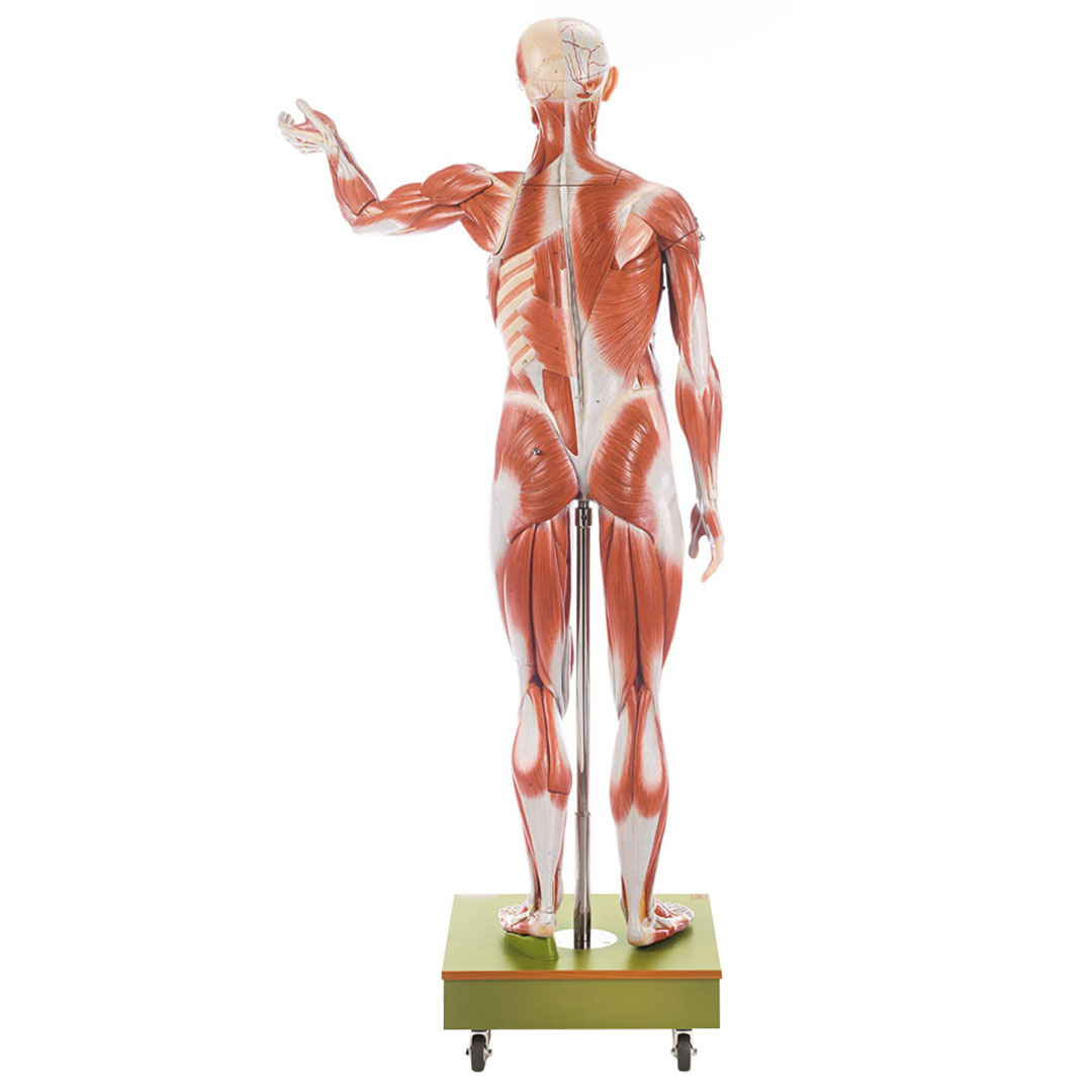 SOMSO® Männliche Muskelfigur,36-teilig 3/4 natürliche Grösse*