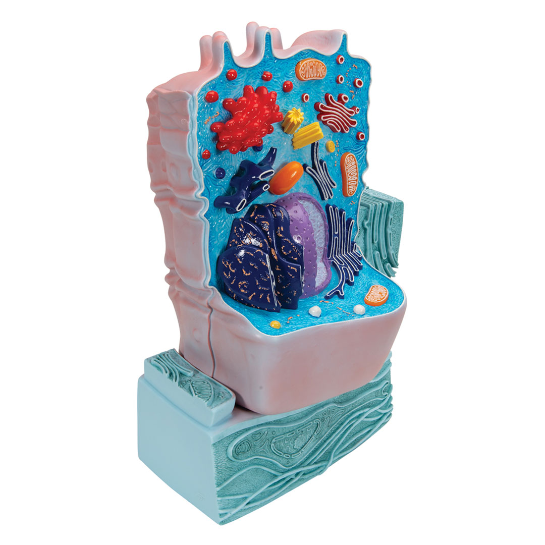 3B SCIENTIFIC Tierische Zelle, 2-teilig (R04) 3B SCIENTIFIC Tierische Zelle, 2-teilig (R04)